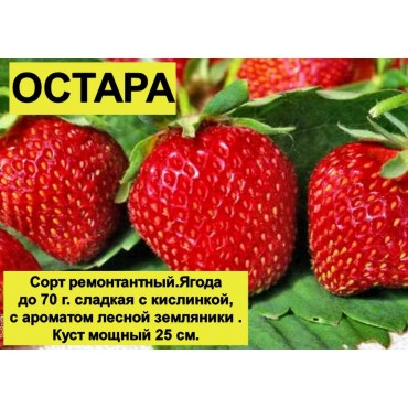 Клубника Остара Ремо...