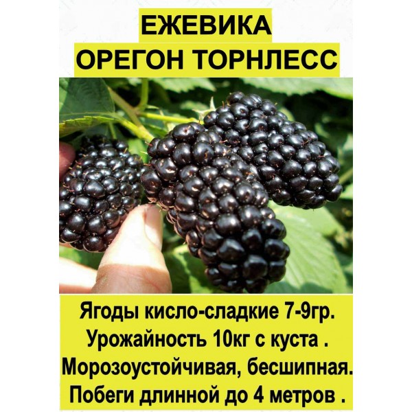 Ежевика Орегон Торнлесс