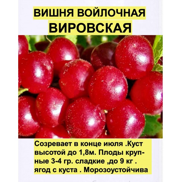 Вишня Войлочная Вировская