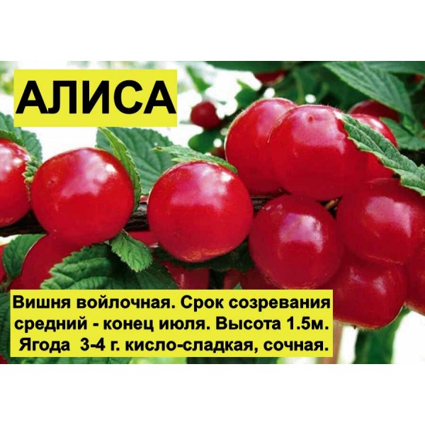 Вишня Войлочная Алиса