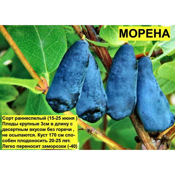 Жимолость Морена