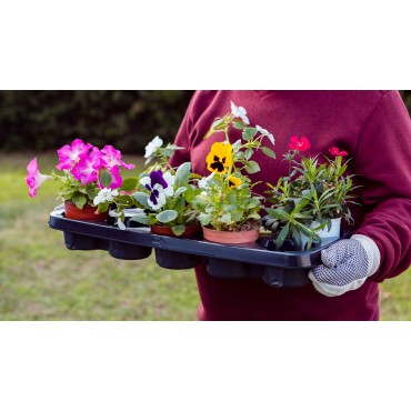 Цветочная рассада в ...