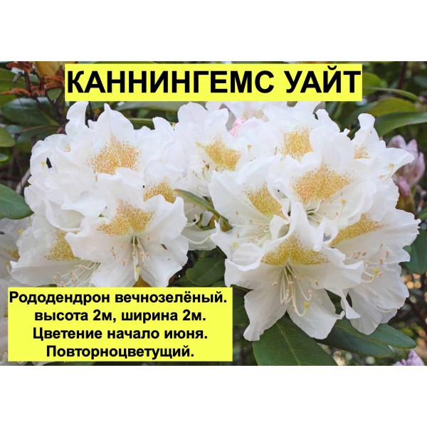 Рододендрон Каннингемс уайт