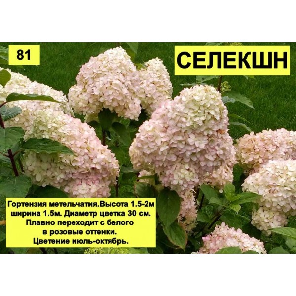 Гортензия Селекшн