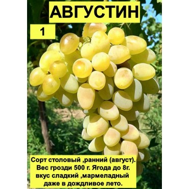 Виноград Августин...