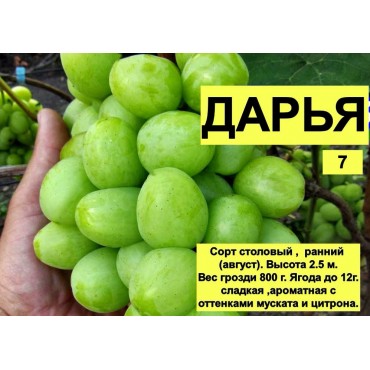 Виноград Дарья...