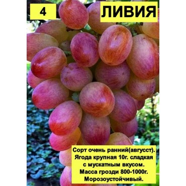 Виноград Ливия...