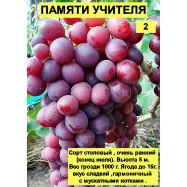 Виноград Памяти учит...