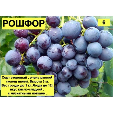 Виноград Рошфор...