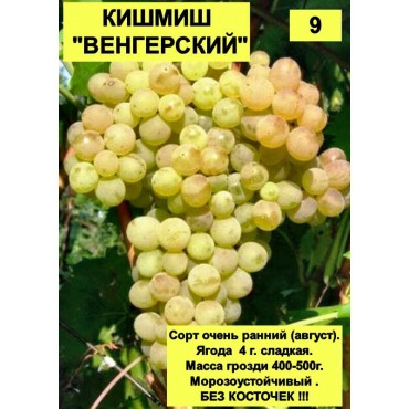 Виноград Кишмиш Венг...
