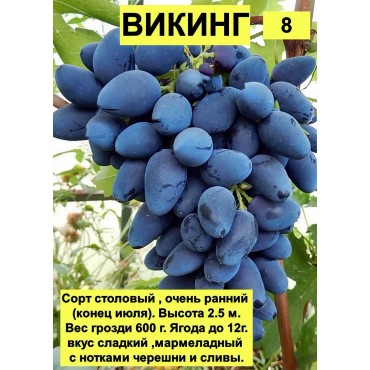 Виноград Викинг...