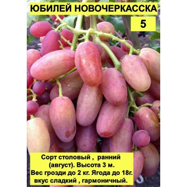 Виноград Юбилей Ново...
