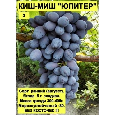 Виноград Кишмиш Юпит...