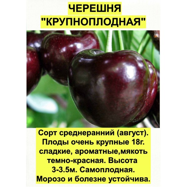 Черешня Крупноплодная