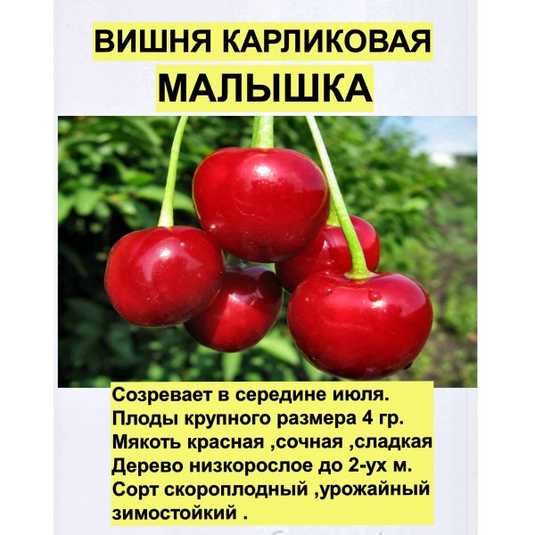 Вишня Карликовая Малышка