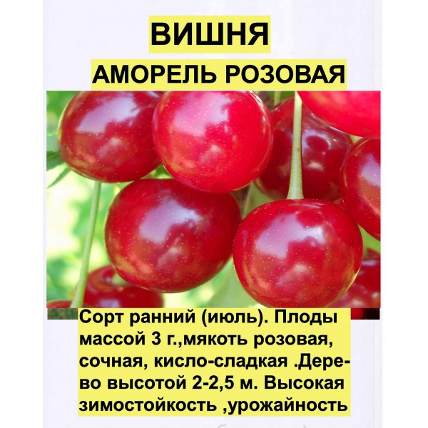 Вишня Аморель Розовая