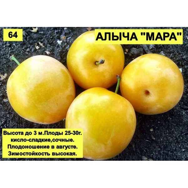 Алыча Мара