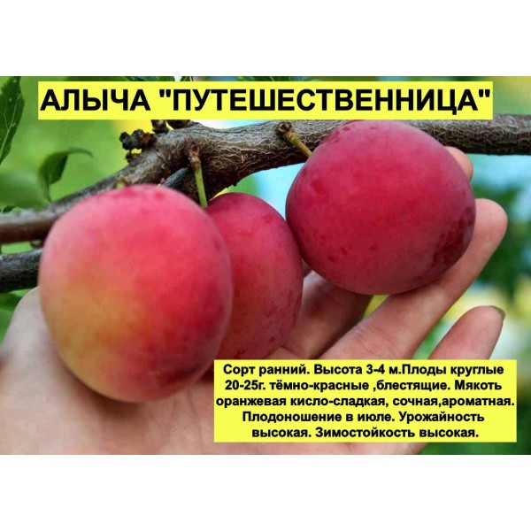 Алыча Путешественница