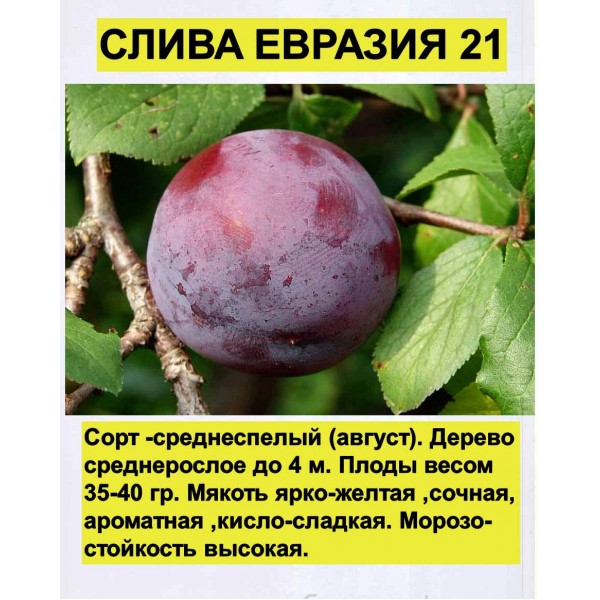 Слива Евразия 21