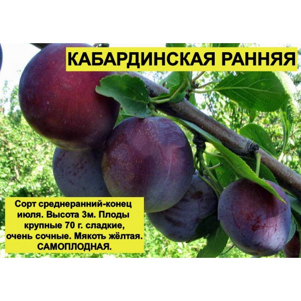 Слива Кабардинская ранняя