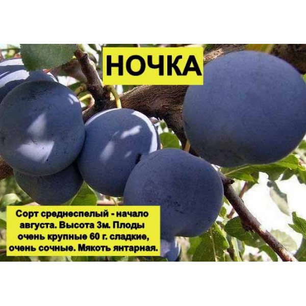 Слива Ночка