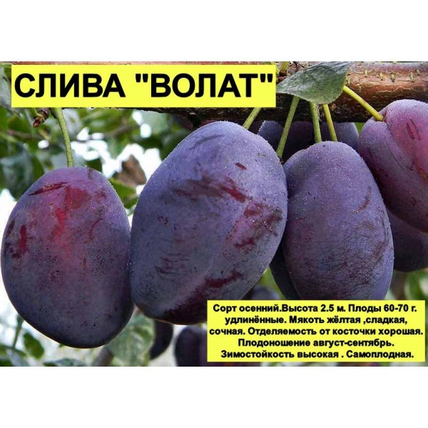 Слива Волат