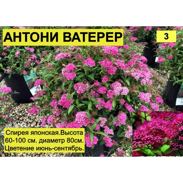 Спирея Антони Ватерер