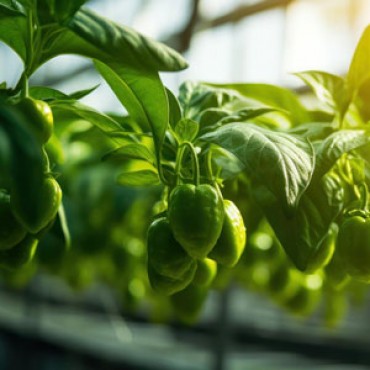 Рассада Перец в ассо...