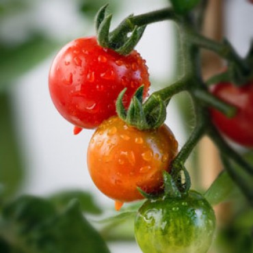 Рассада Томаты в асс...